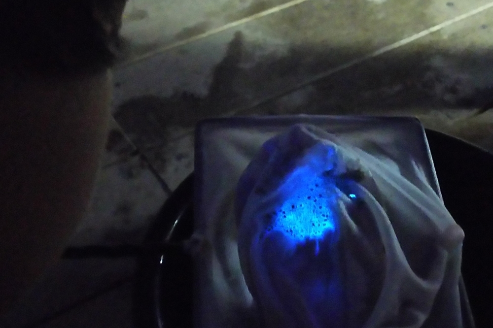圖中發出藍光的生物就是海螢火蟲（また旅倶楽部提供）