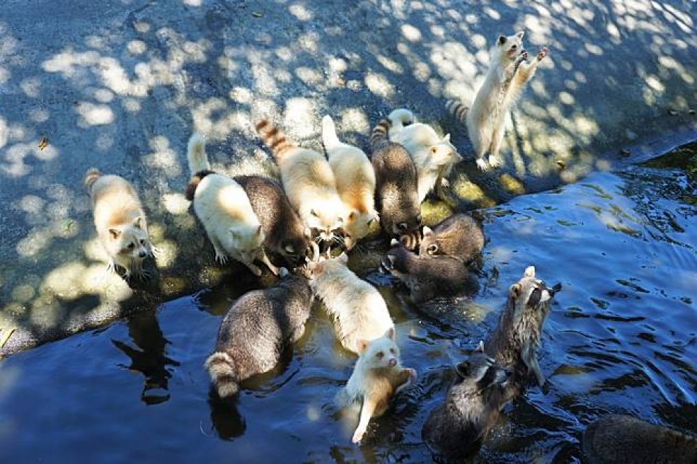 新光兆豐農場飼養了許多可愛的浣熊。（圖片：慢遞）