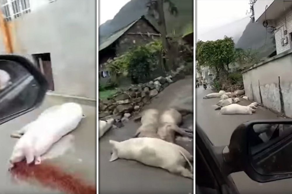 日前網絡流傳的一段中國爆豬瘟的影片，有人開車途經一小村莊，沿路可見全是死豬屍體。（截取自影片畫面）

