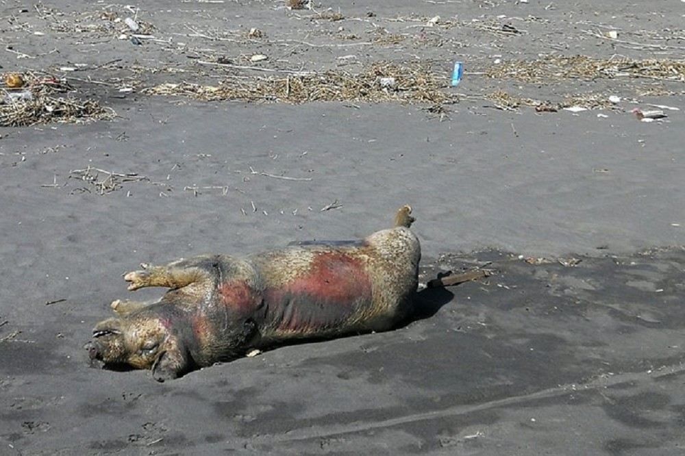 宜蘭五結清水海灘有民眾通報，一頭死豬遭隨意棄，防疫所人員已到場處理。（圖片取自宜蘭知識+臉書）