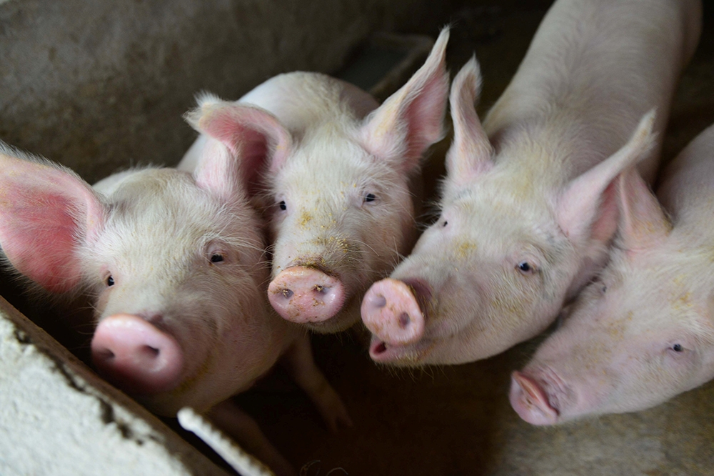 中國廣東省珠江市出現非洲豬瘟疫情。（湯森路透）