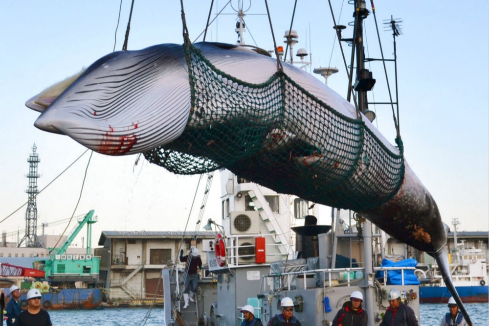 堅持捕鯨和食用鯨肉的日本，傳出揚言退出國際捕鯨委員會。（美聯社）