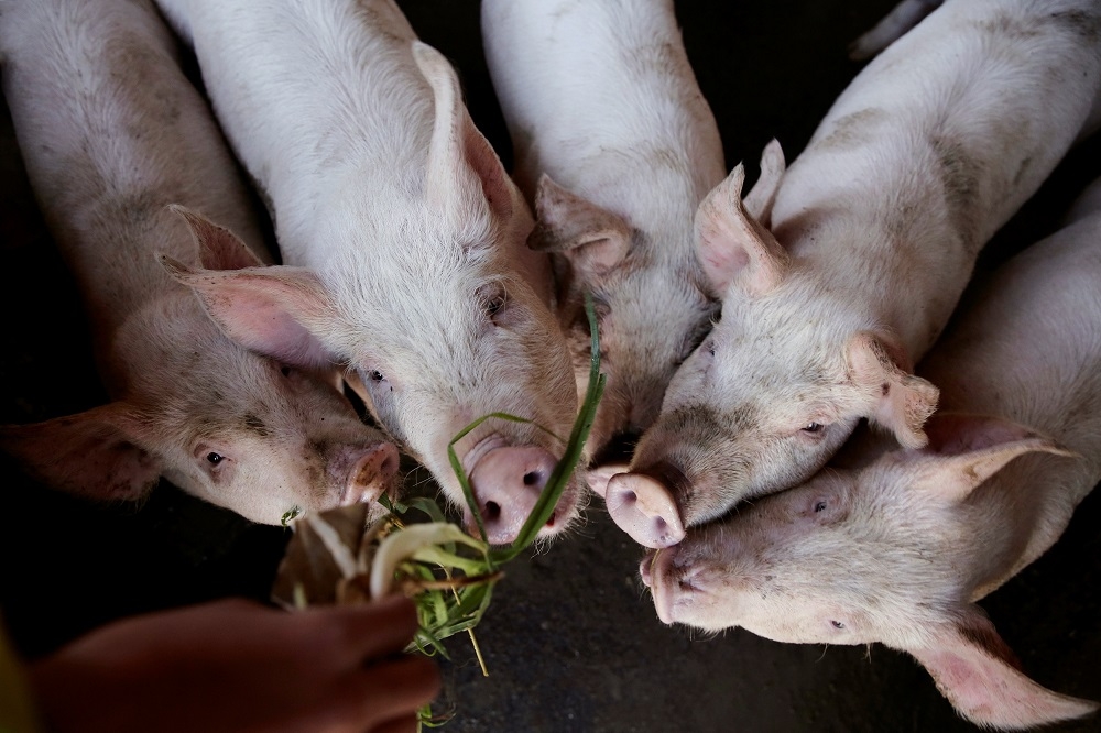 中國福建省爆出第3例非洲豬瘟疫情。（湯森路透）