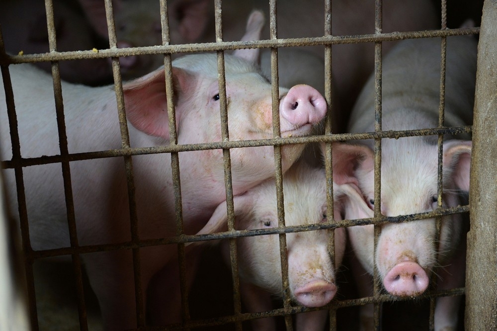 農委會宣布，2019年1月2日到3月底，開放餵廚餘的養豬戶申請改餵飼料或離牧補助，經費準備達20億元。（湯森路透）