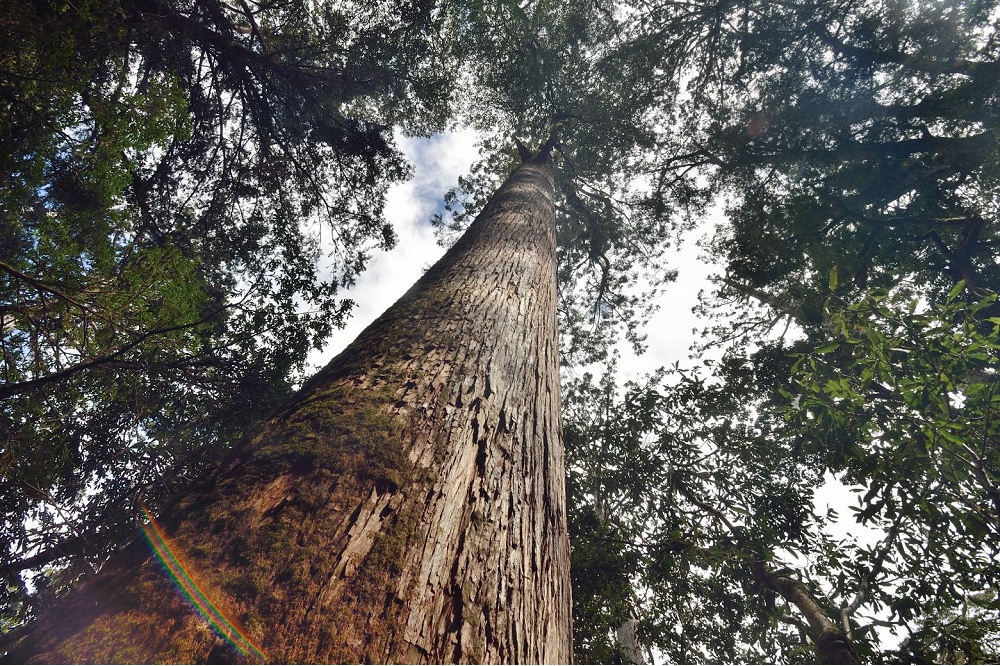 台東林區管理處在大浦山發現上百株原始珍貴紅檜巨木群，震撼全台。（林務局提供）