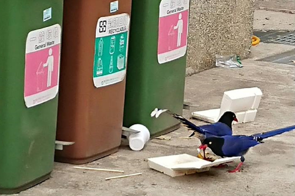 惠蓀林場在臉書PO出台灣藍鵲徘徊在散落的便當盒，甚至食用便當內殘食。（圖片取自惠蓀林場臉書）