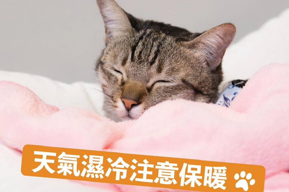 29日早晨全台溫度下探13至14度，蔡英文在臉書放上愛貓「蔡想想」躺在溫暖的毛毯中熟睡的照片。（圖片取自蔡英文臉書）