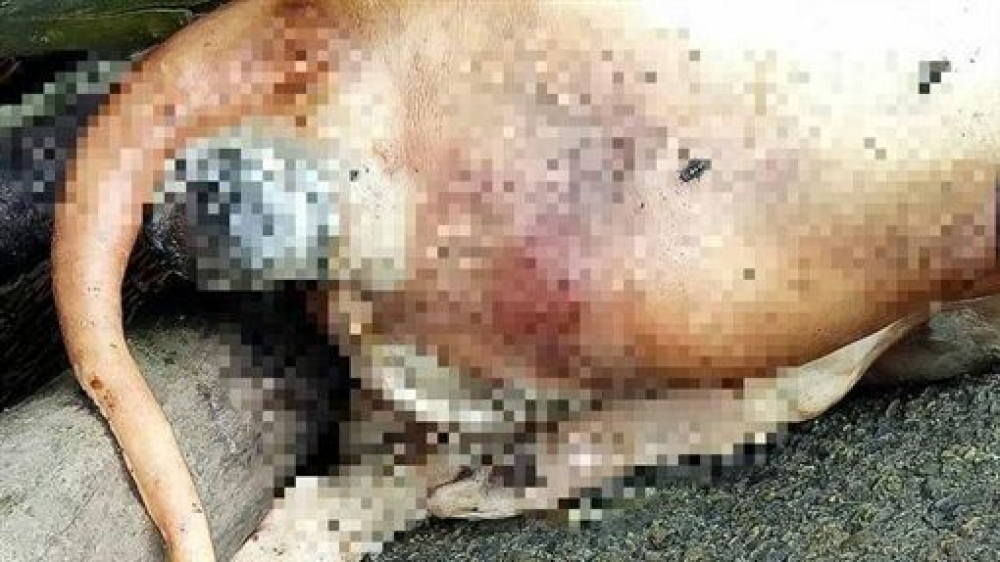 新北金山海灣驚見疑似豬屍，不過經解剖後，證實為一隻狗，不是豬。（翻攝畫面）