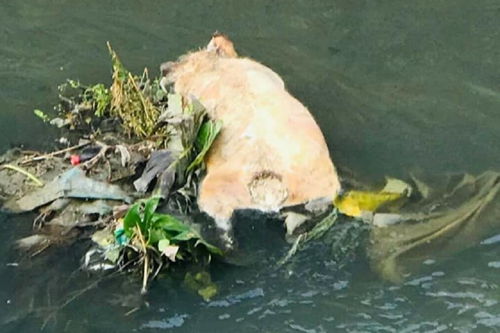 排水溝驚見死豬！有民眾於4日傍晚，在屏東縣萬丹鄉社皮大排水溝發現一頭死豬，隨即便馬上通報屏東縣環保局。（圖片取自李德全臉書）