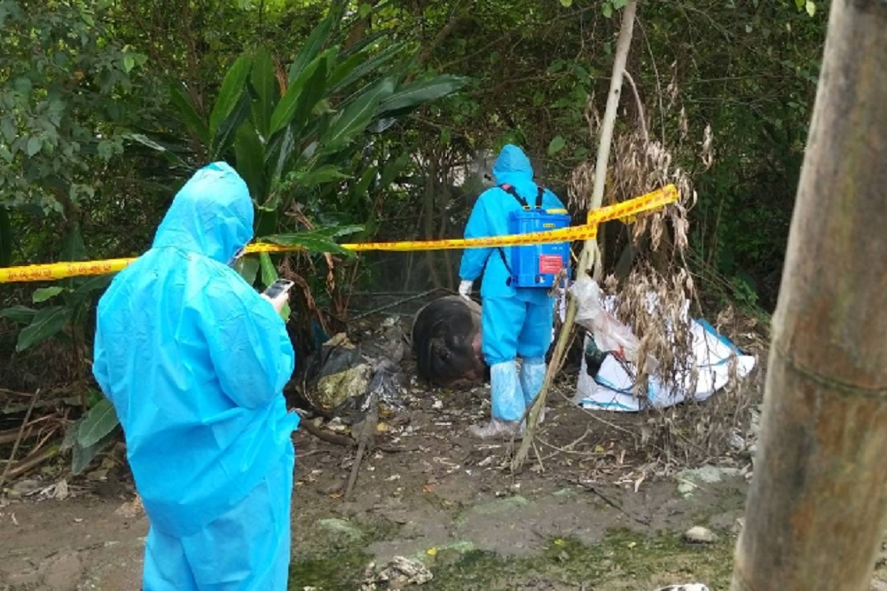 台北市7日上午於大安區和平東路三段發現一隻死亡的麝香豬，北市動保處表示已前往處理消毒，檢驗結果將於10日出爐。（動保處提供）