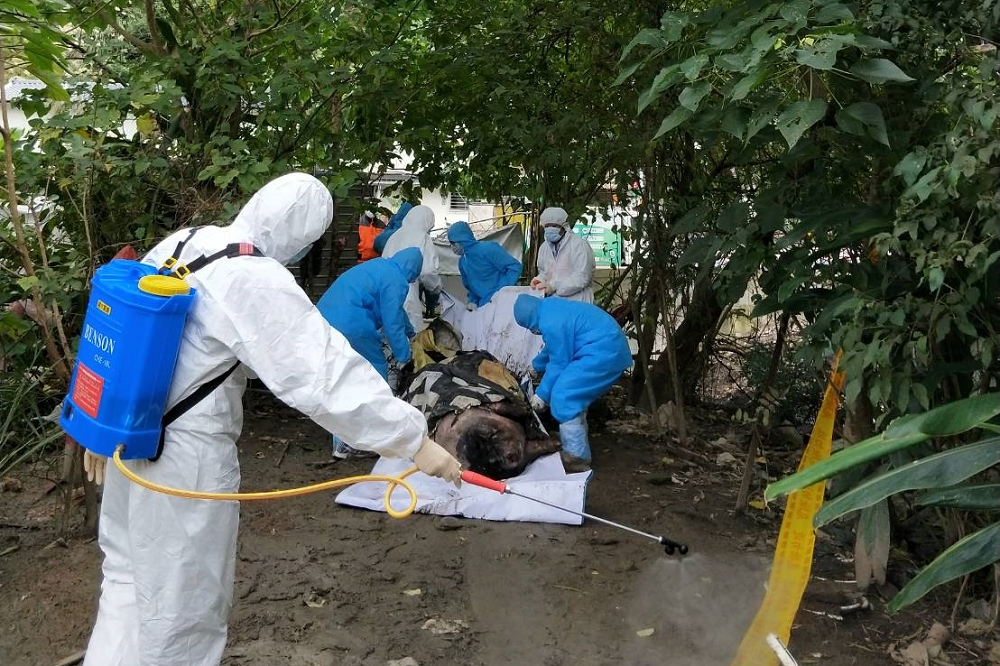台北市7日上午於大安區和平東路三段發現一隻死亡的麝香豬，檢驗結果為陰性，排除感染非洲豬瘟。（動保處提供）