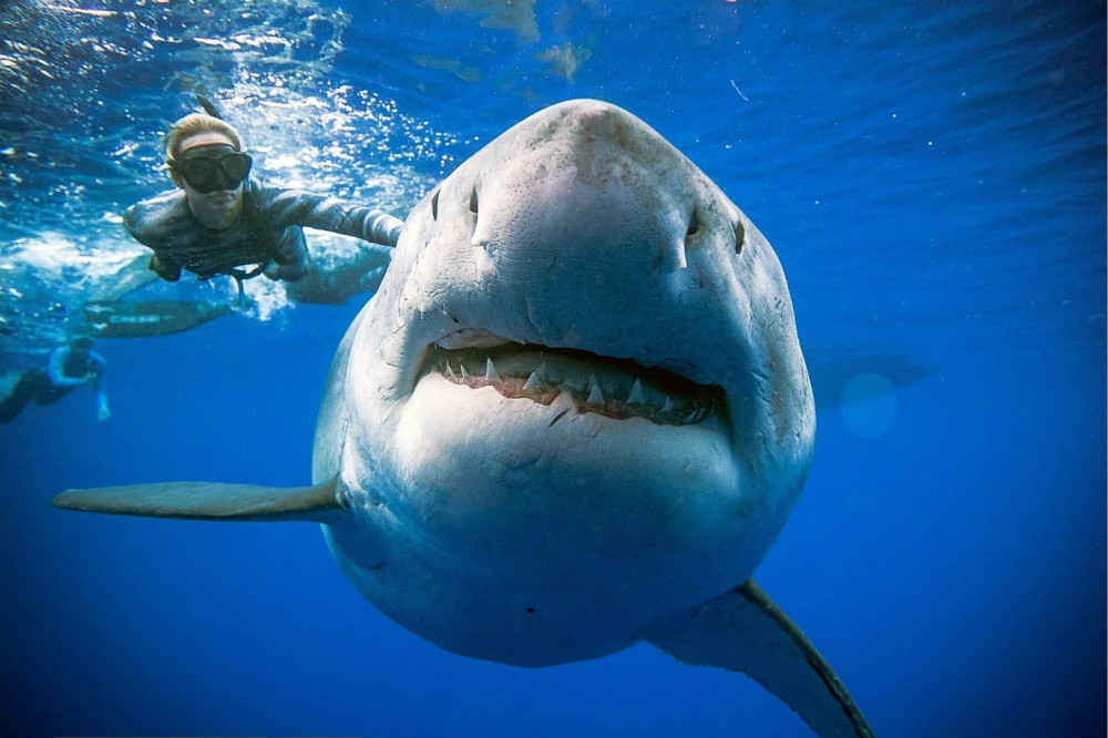 身長介於4-6公尺、知名的大白鯊「深藍」在夏威夷再現蹤跡。（湯森路透）