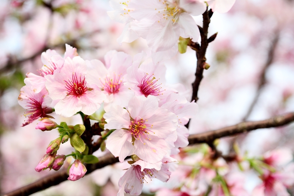 來看看全台北中南適合賞櫻的景點吧！（圖片來源：Flickr @ Quintin Lin）