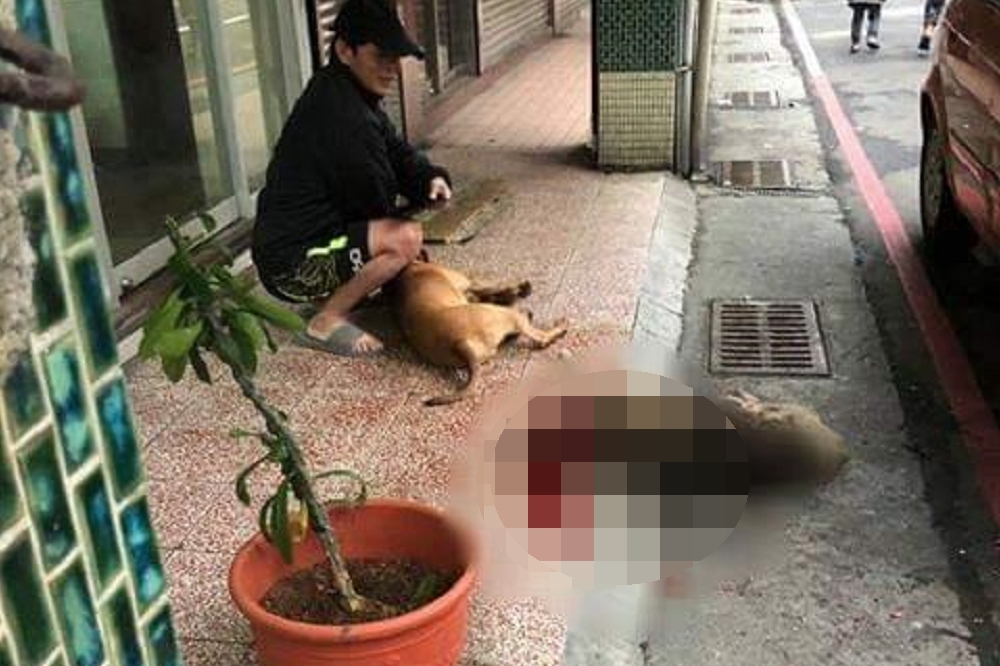 22日下午自一隻10年的流浪老狗被比特犬攻擊致死，咬到滿頭是血，畫面觸目驚心。（圖片取自爆料公社）