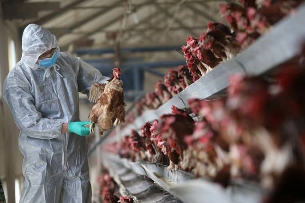雲林縣東勢鄉郭姓雞農發現飼養的雞隻無故死亡，主動向防疫所通報，28日確診H5型高病原性禽流感，並於29日將1.1萬隻黃金雞撲殺完成。圖僅為示意。（湯森路透）