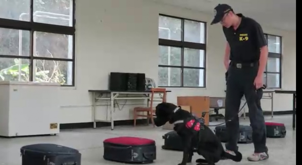 保安警察第三總隊訓練8隻警犬進行檢疫訓練，預計於3個月內訓練完成。(警政署提供)