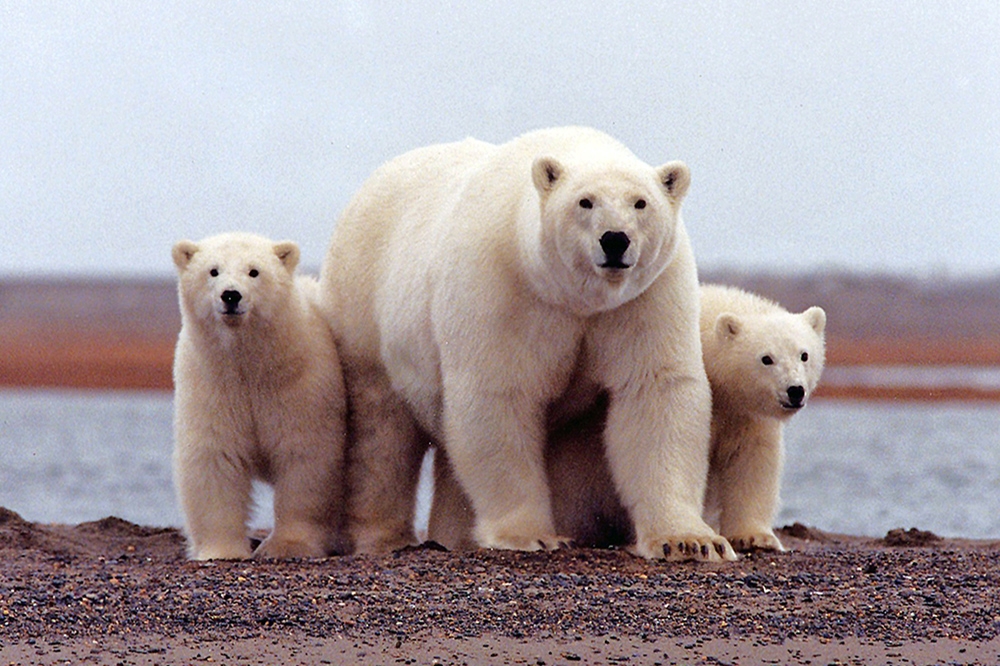 多達52頭北極熊「入侵」俄羅斯新地島人類居住區。（湯森路透）