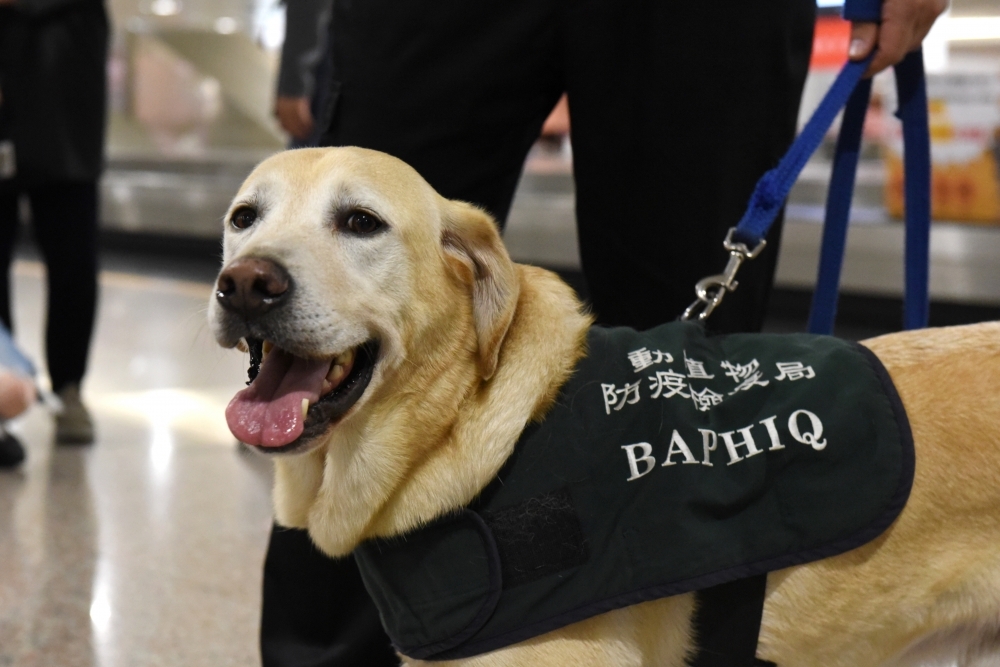 高雄小港機場傳出有移民署官員腳踹檢疫犬事件，移民署表示，已依規定懲處該名官員，並將其調離現職；圖非當事犬，僅為示意圖。（資料照片／鄭宇騏攝）