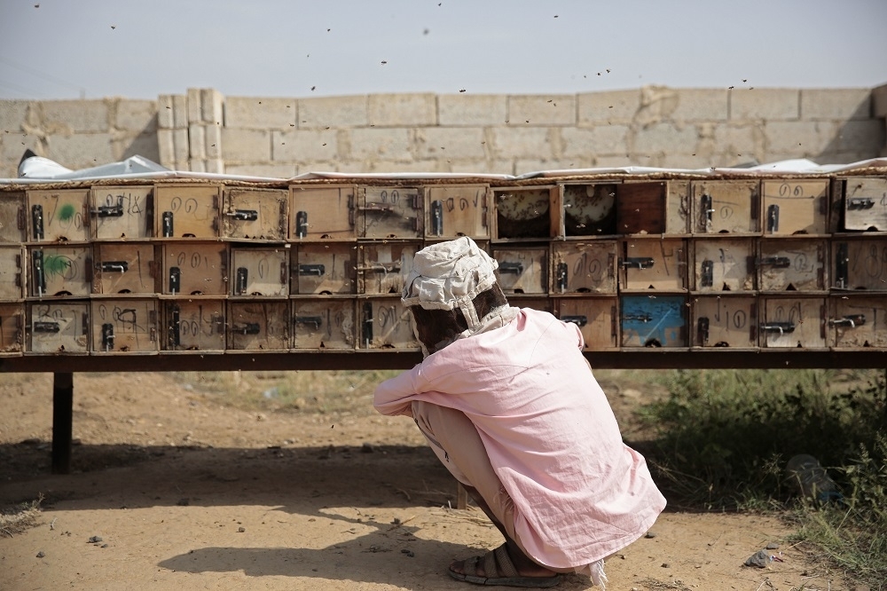 在葉門沙那的蜜蜂農場中，蜂農正在查看蜂箱。（美聯社）