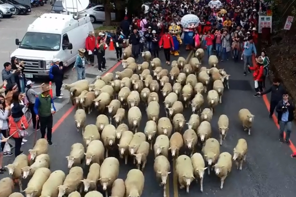 南投清境農場舉行「奔羊節」，18日首度擴大規模，封閉台14甲線合歡山公路逾40分鐘，讓108隻羊領著人群逛大街。（圖片取自清境農場臉書）