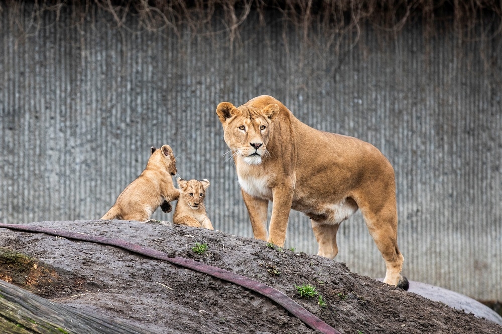 圖為丹麥哥本哈根動物園的母獅與幼獅。（湯森路透）
