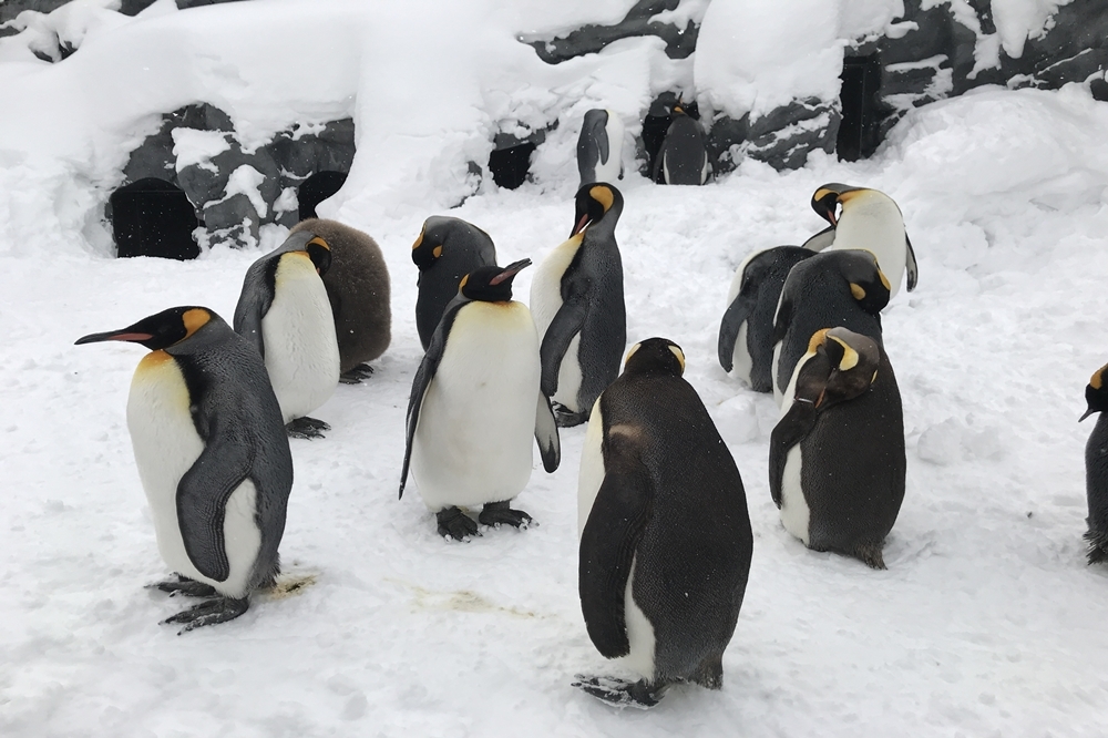 旭山動物園裡準備散步的企鵝（攝影：黃映嘉）