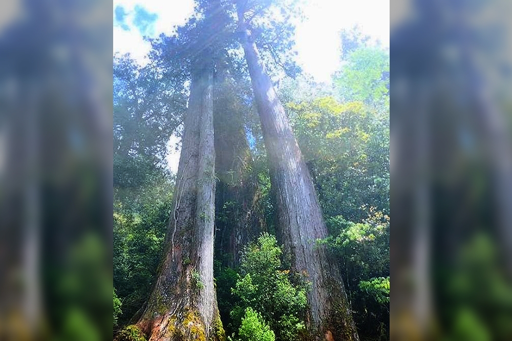 宜蘭大同明池山區6日傳出千年珍貴林木遭盜伐，警方經過調查後，於6日晚間逮捕3名山老鼠，並帶回偵訊。(圖片取自馬告生態園區臉書)