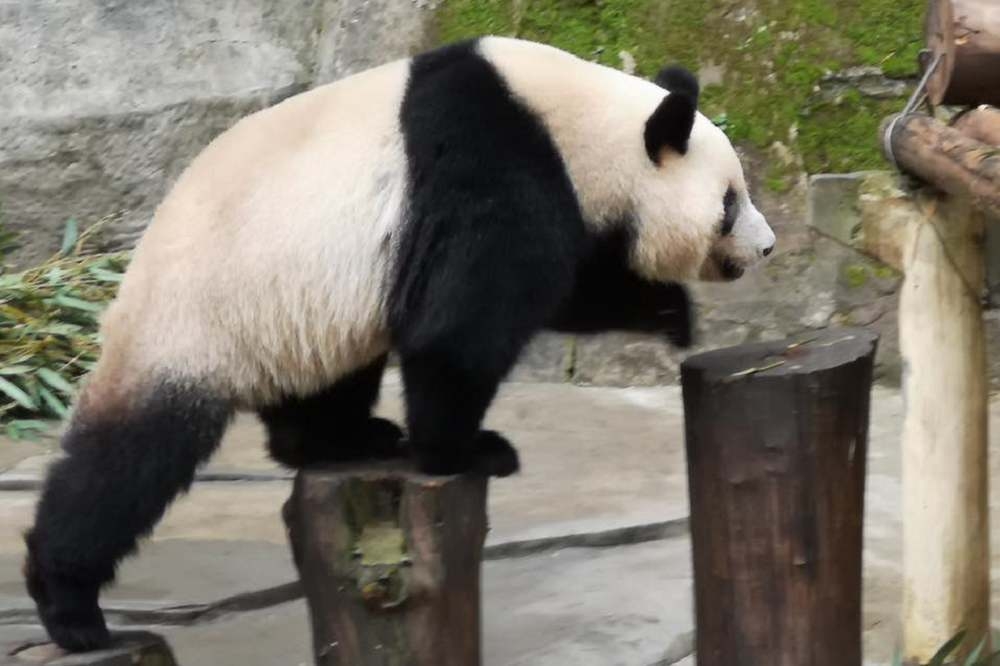重慶動物園將致贈融融與雄雄兩隻熊貓給高雄。（圖片取自潘旭恆臉書）