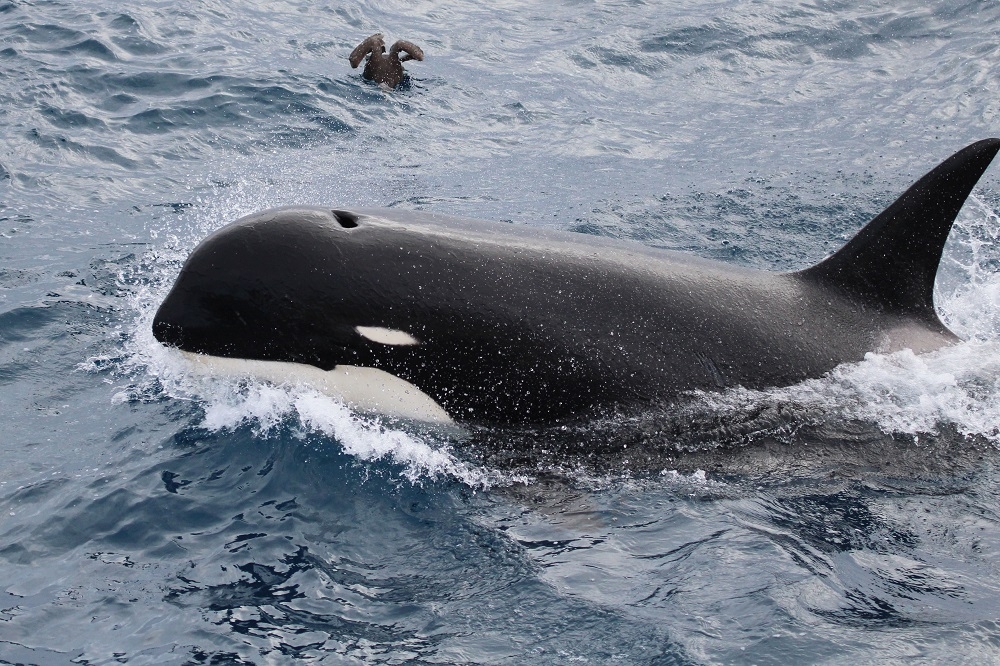 美國國家海洋暨大氣總署近期首次目睹「D型虎鯨」的蹤影。（美聯社）