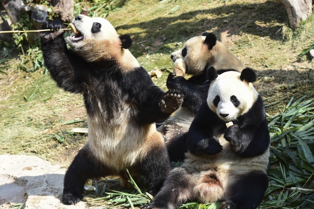 高雄市觀光局長潘恆旭10日稱，接收從中國來的貓熊後，門票收入1年可達10億元，加上周邊餐飲共可帶來50億元的收入。（湯森路透）