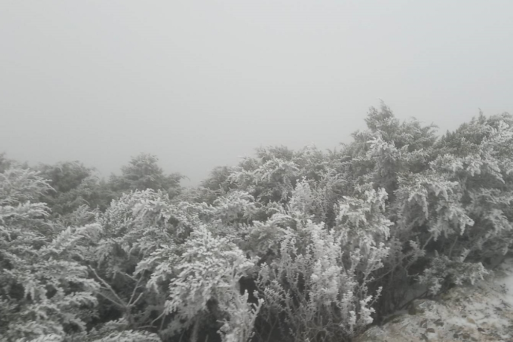 14日玉山凌晨2點30分至4點30分降雪，積雪1公分。(中央氣象局提供)