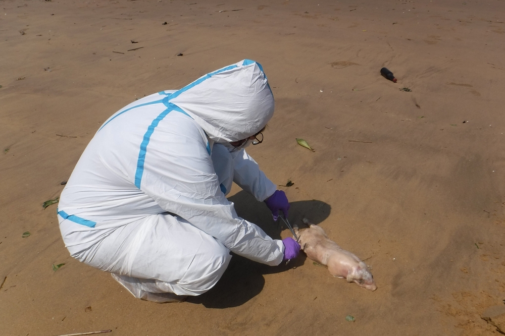 金門縣烈嶼鄉12日民眾於沙溪堡淨灘時，發現1頭死亡豬隻，檢體確認為非洲豬瘟病毒。（金門縣府提供）