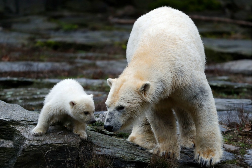 德國柏林動物園的北極熊托佳（Tonja）和牠的寶寶。（湯森路透）