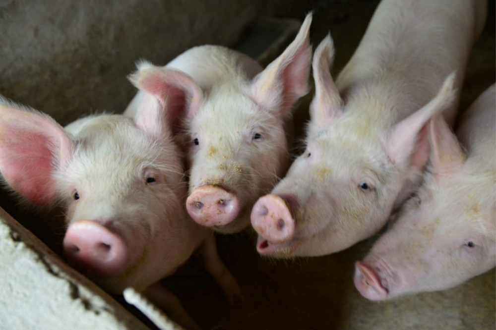 世界動物衛生組織8、9日在北京召開非洲豬瘟專家會議。（湯森路透）