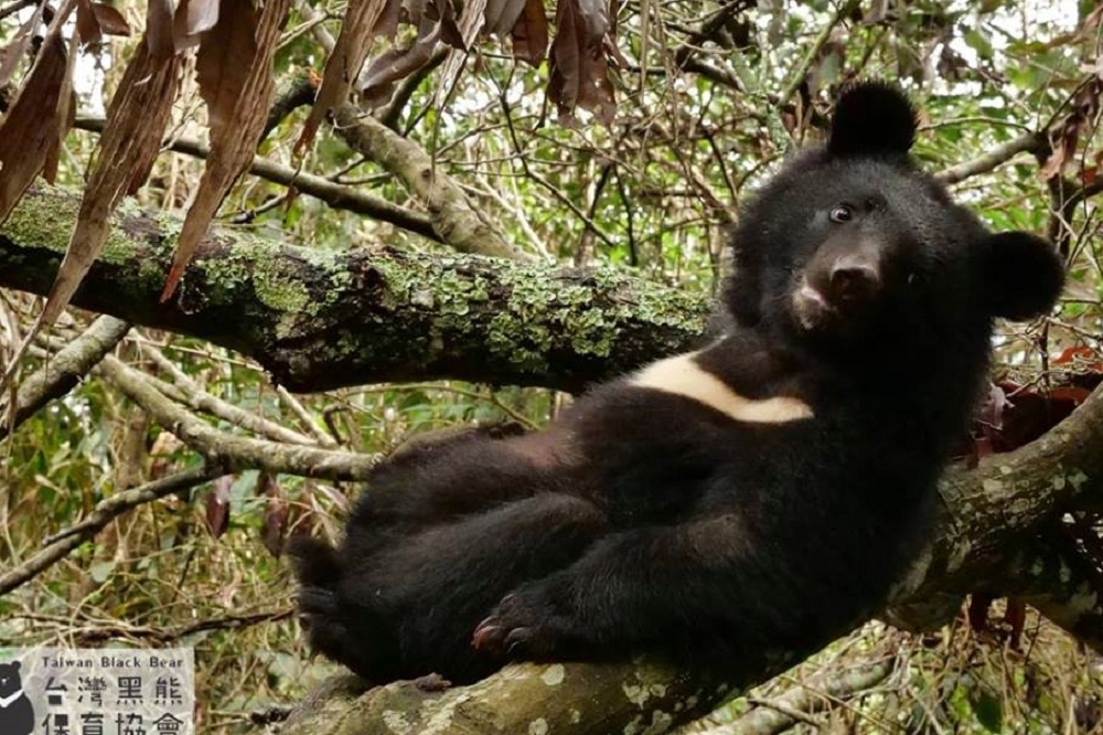 2018年走失的「南安小熊」，經過動保人員的9個月的照養及野化訓練，終於要在30日將牠野放回家。（圖片取自台灣黑熊保育協會）
