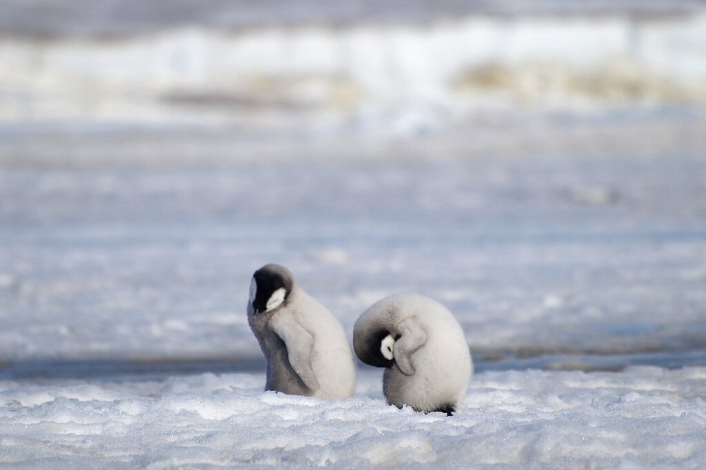 2010年南極洲哈雷灣的皇帝企鵝雛鳥。（美聯社）