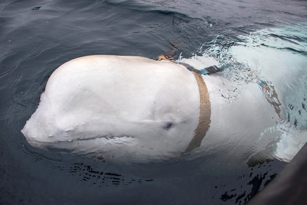 挪威漁夫發現一隻來自俄國的小白鯨。（湯森路透）