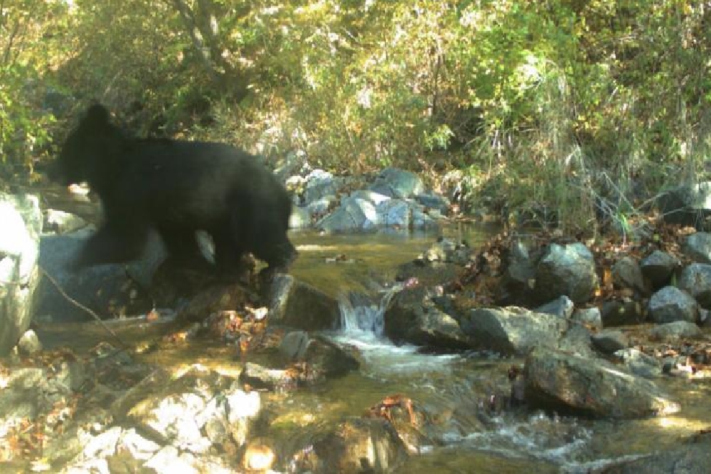 2018年10月在兩韓非軍事區拍到亞洲黑熊。（翻攝自＠CNN推特）