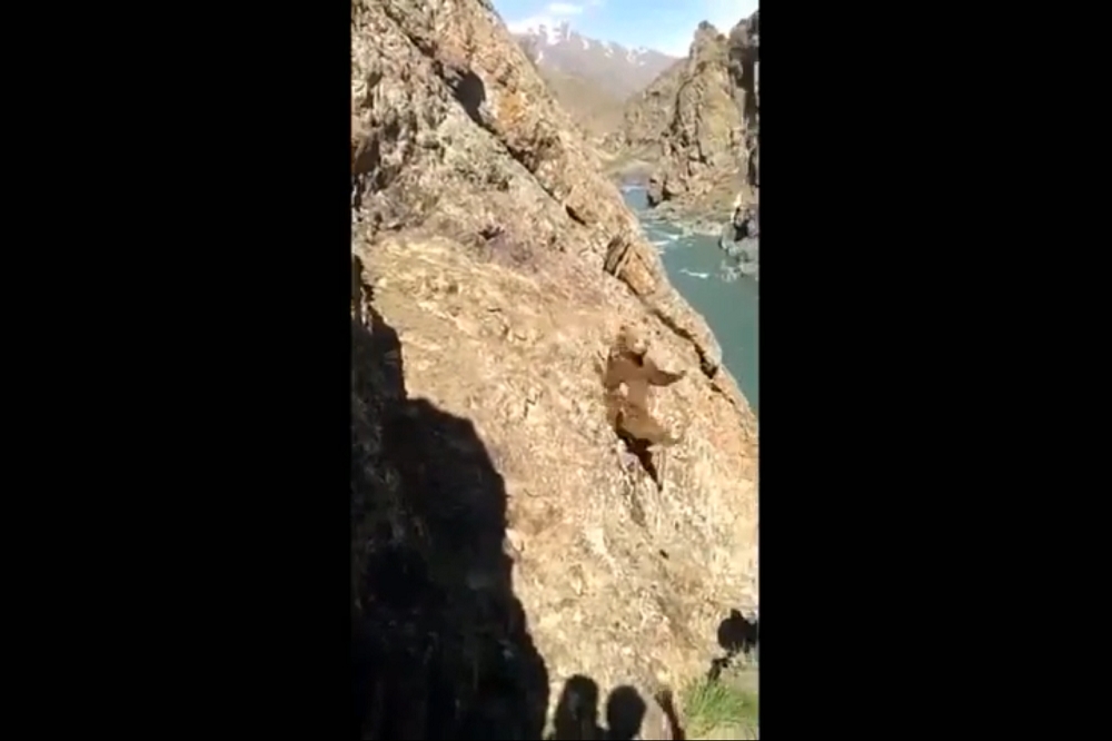 喜馬拉雅棕熊被石頭砸落。（圖片取自影片）