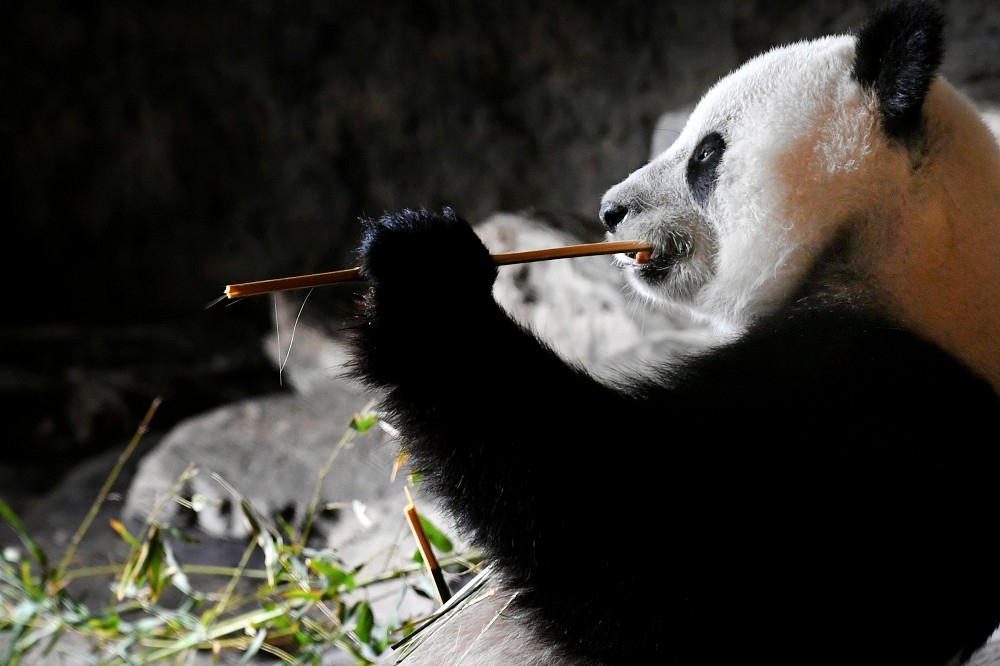 29日比利時動物園的熊貓。（湯森路透）