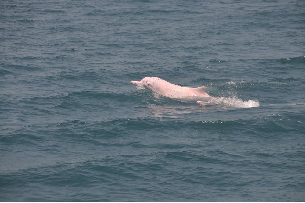 6月8日是「世界海洋日」，數個環保團體6日表示，在大潭藻礁發現全球僅剩60餘隻、極度瀕危物種台灣白海豚，圖為示意。（中華鯨豚協會提供）