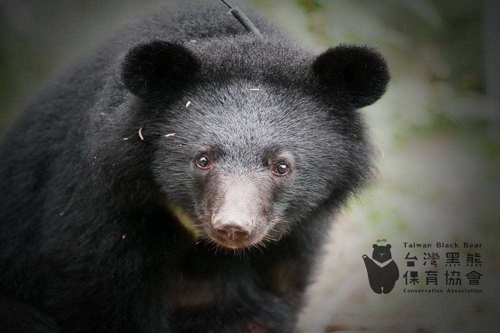 台灣黑熊研究專家黃美秀老師指出，目前全台最多僅有600頭台灣黑熊。（取自台灣黑熊保育協會臉書專頁）