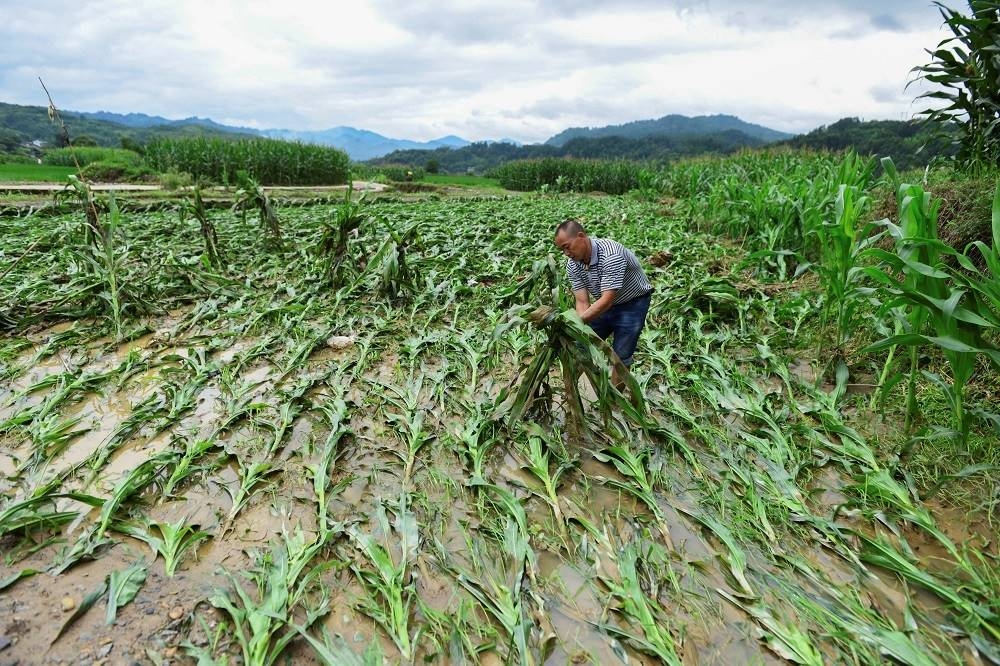 水災過後，中國農民整理被沖垮的玉米。（湯森路透）