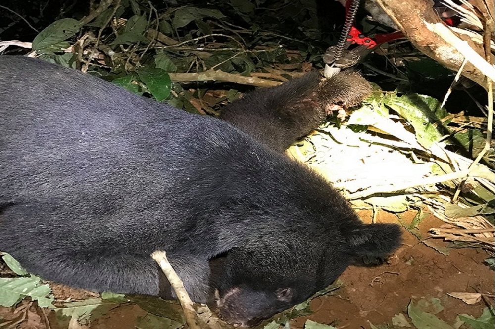 台灣黑熊保育協會11日接獲民眾自主通報受「非法陷阱」誤傷的台灣黑熊，隨即連夜上山搜索，卻痛心地發現這隻黑熊已被鋼索困住3、4天，被鋼索牢牢套住的左前肢血肉模糊、長蛆腐爛，已經沒有任何指頭了。（圖片取自台灣黑熊保育協會臉書）