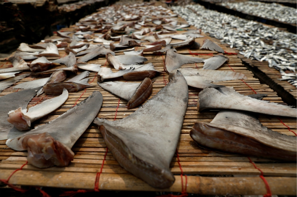 大批被割下的鯊魚背鰭正準備曬乾做成魚翅。（湯森路透）