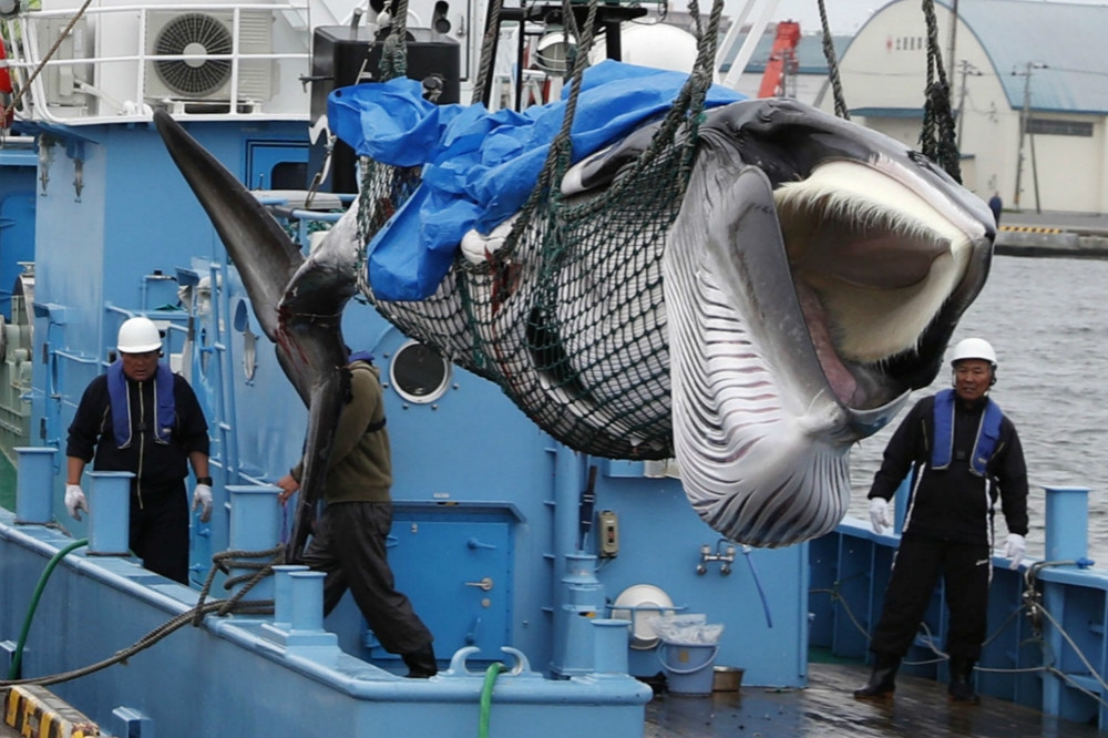 日本正式恢復商業捕鯨行動後，1日捕獲首頭小鬚鯨。（湯森路透）