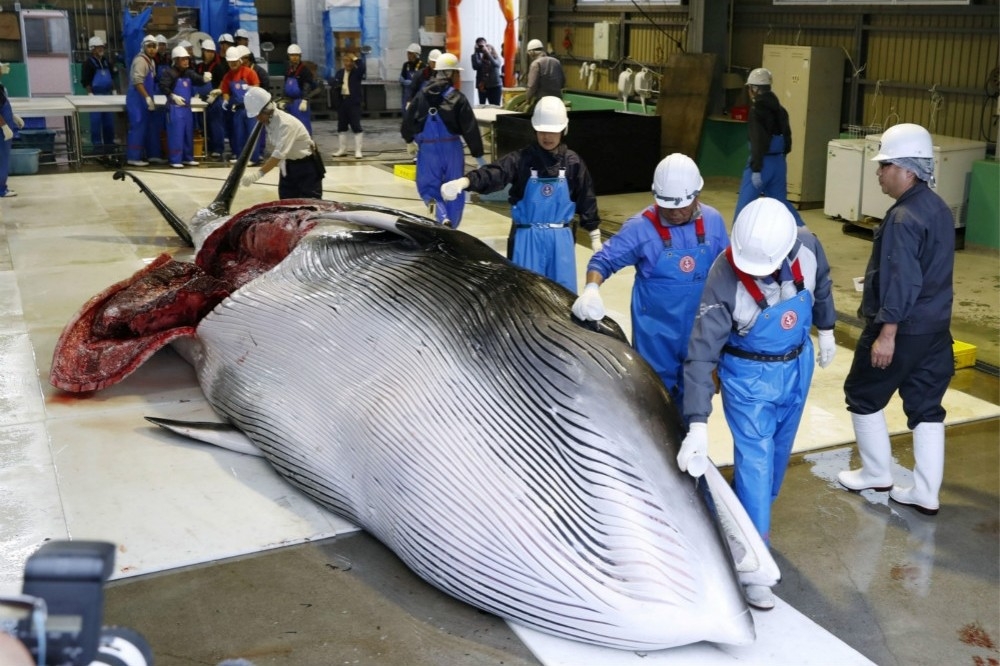 日本1日重啟商業捕鯨。（湯森路透）