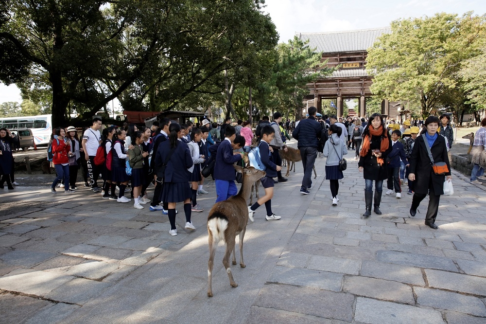 奈良公園的野生鹿吸引遊客朝聖。（湯森路透）