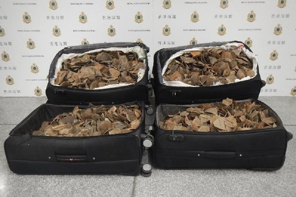 香港海關17日查獲約100公斤疑似為穿山甲的鱗片。（圖片取自香港海關）