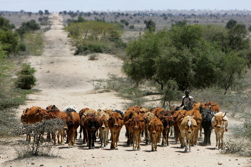 包括衣索比亞在內的多個非洲國家，因連年乾旱加上內戰部落衝突不斷，導致人民活在飢荒危機之中。（湯森路透）